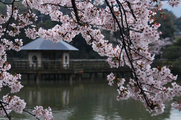 Cherry Blossoms.  Kyoto, Japan