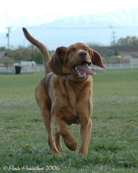 On The Run - Bloodhound