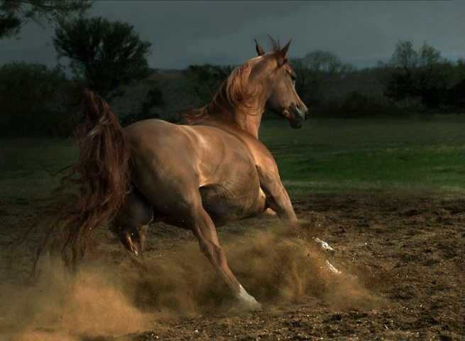 The chestnut mare
