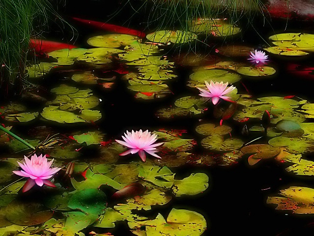 Water Lilies