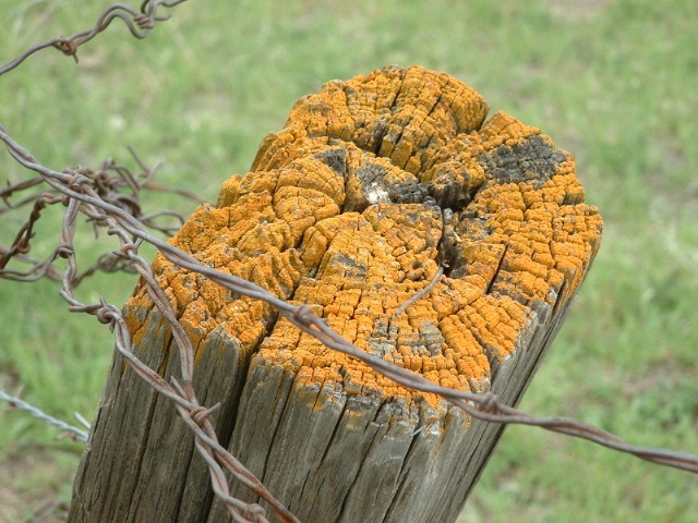 Fence post