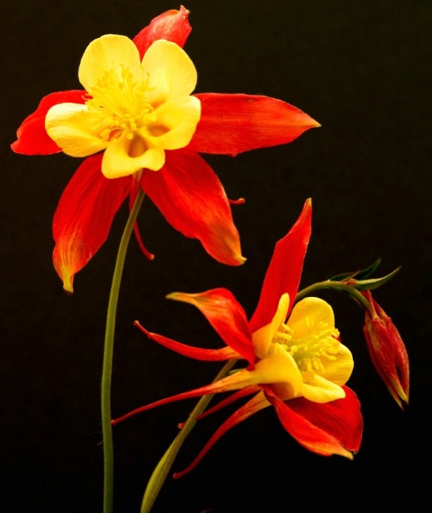 Aquilegia  (Dragonfly Columnbine)