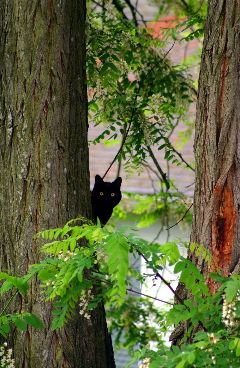 Black cat in a tall, tall tree