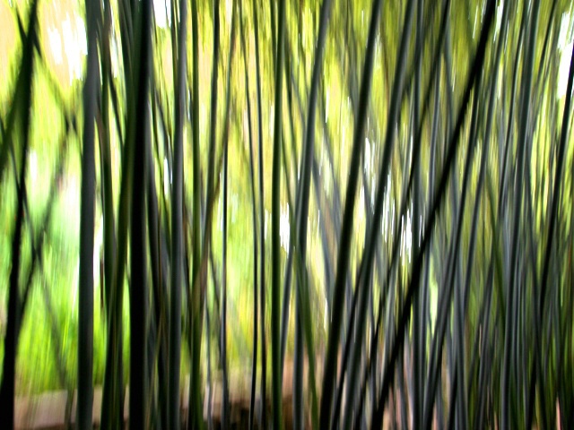 Bamboo Abstract