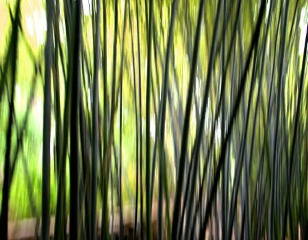 Bamboo Abstract