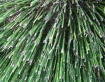 Bamboo Babies