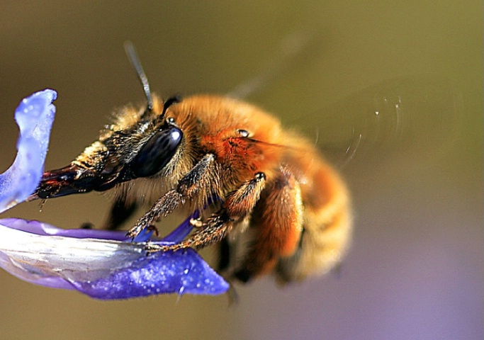 Pollinating