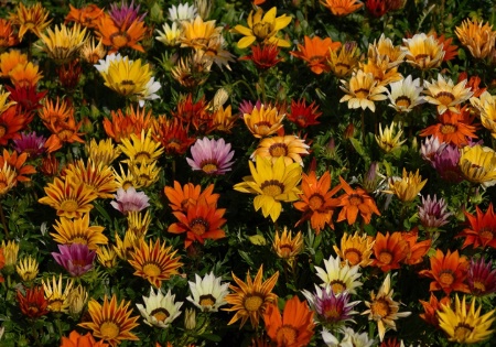 Flowering Palatte