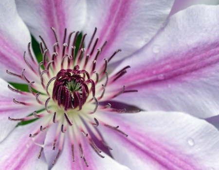 Clematis