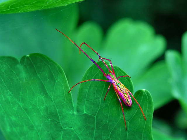 Tropical Spider