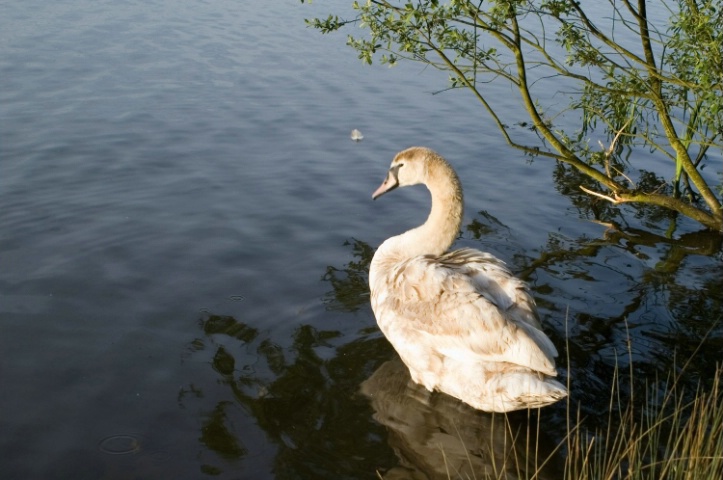Swan after