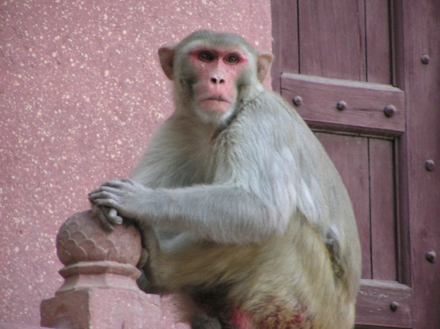 The Monkey of the Taj Mahal