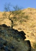 In the Shade
