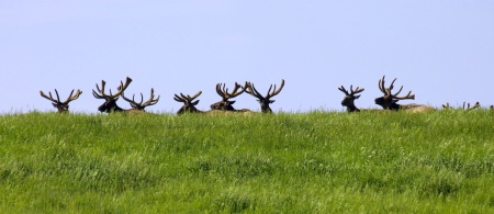 The Over the Hill Gang