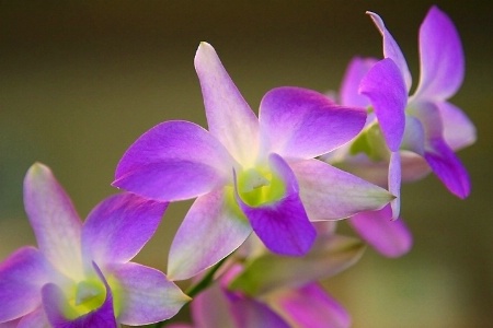 Glowing Orchids