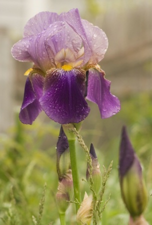 Iris after Soft Rain