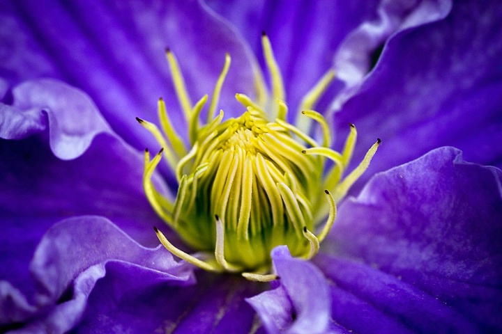 Clematis