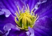 Clematis