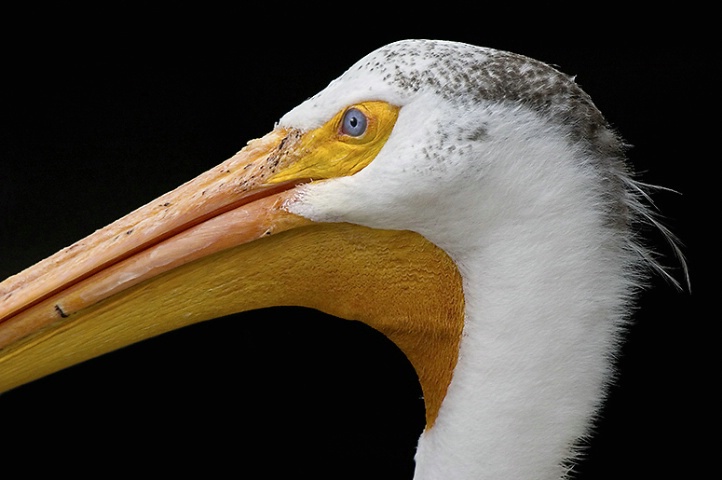 Blue-Eyed Pelican