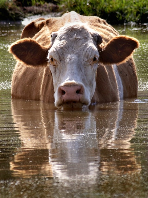 Summer in the Country