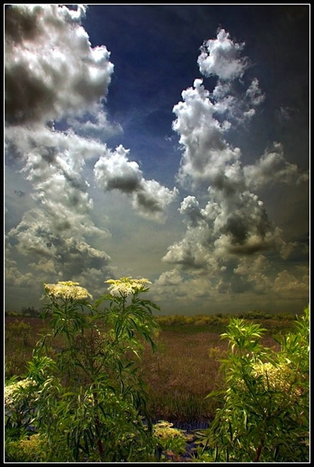 Wild Flowers And The Sky