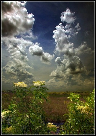 Wild Flowers And The Sky
