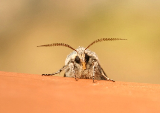 Staring Moth