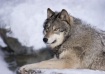 Gray wolf repose