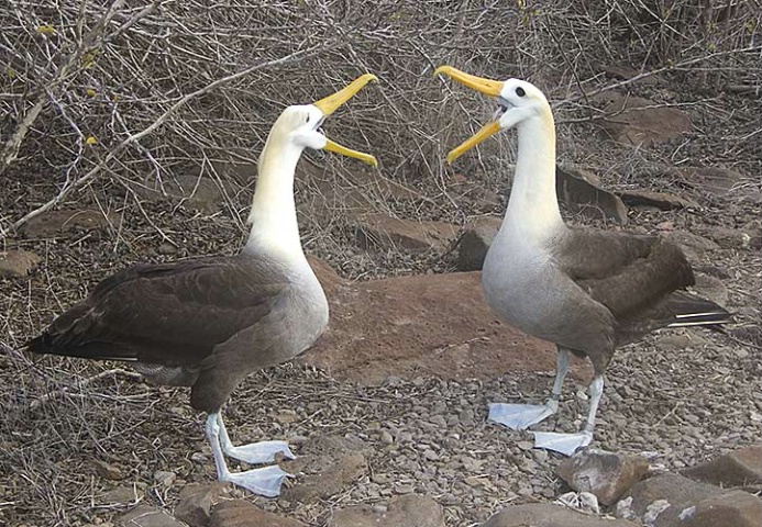 Waved Albatross courtship behaviour