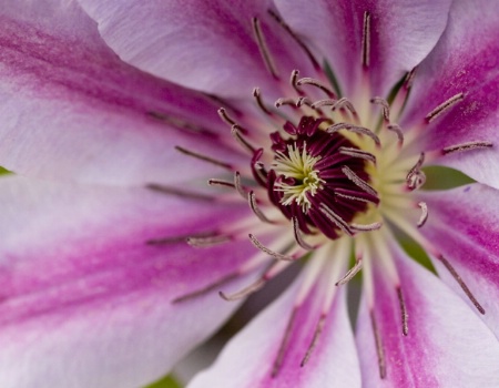 Clematis 2