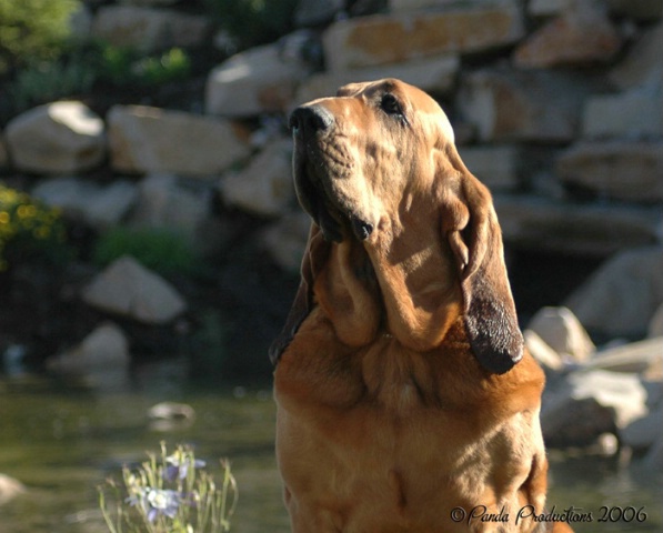 Willow - Bloodhound