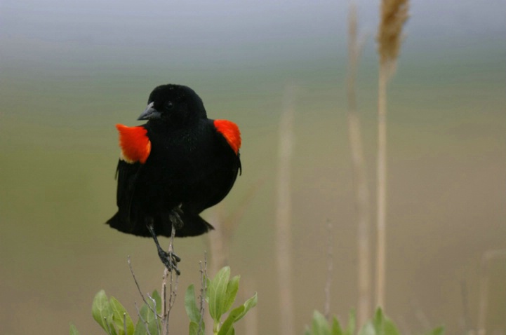 Red Wing Black Bird - ID: 2190459 © Karen L. Messick
