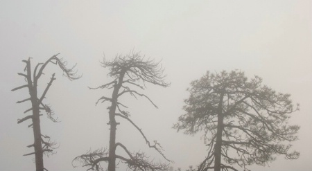 Pines in Fog