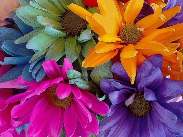 Colorful  flowers