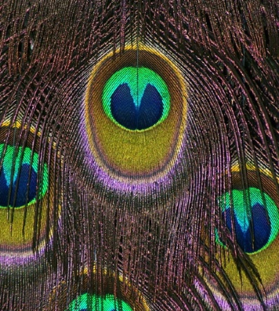 Eye of the Peacock.
