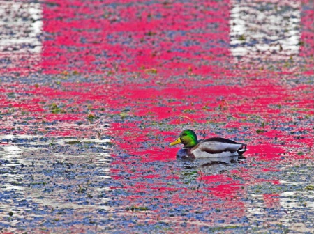 Duck on a mirror