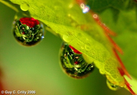 Rose Leaf Droplets