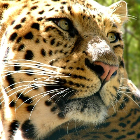 Jaguar