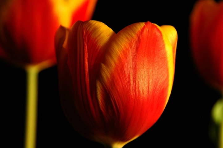 ~ Tulips in Color. ~