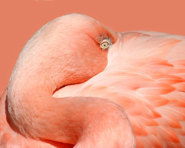 Flamingo - ID: 2196062 © Claudia/Theo Bodmer