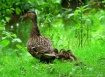Always near mommy...