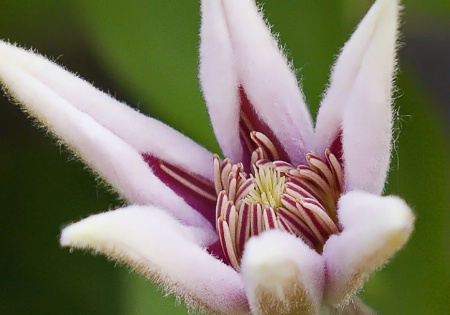 Fuzzy Flower