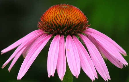 Perfect Coneflower