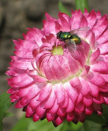 Flower and a Fly