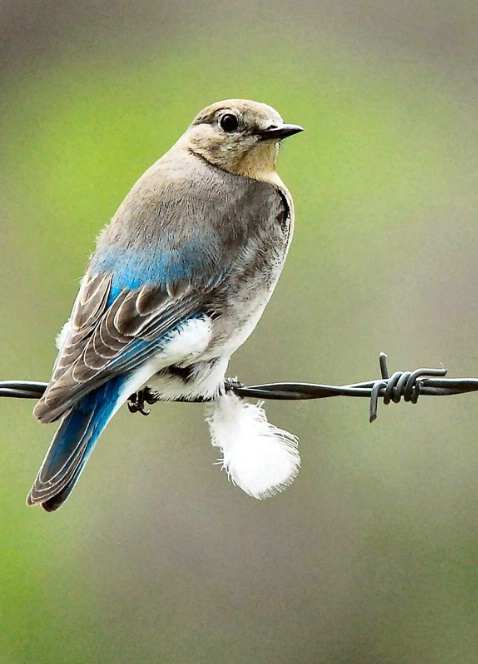 A Bluebird Lady