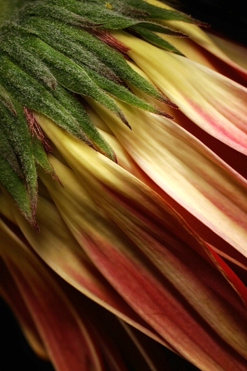 Gerbera Textures