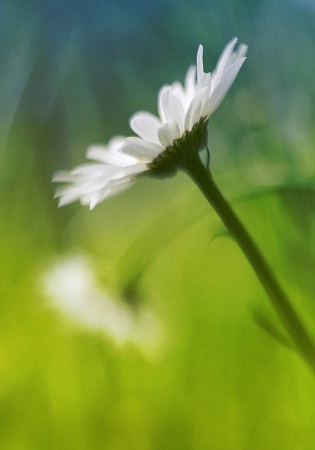 Daisies in the Grass