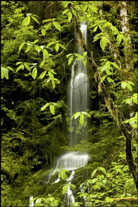 Quinault falls 3 - ID: 2197882 © Stuart May