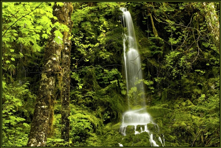 Quinault falls 2 - ID: 2197884 © Stuart May