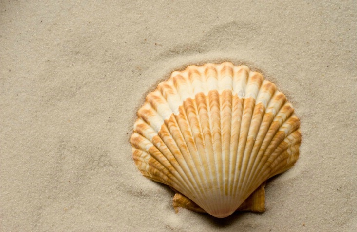lonely shell - ID: 2198169 © Sibylle Basel